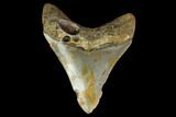 Fossil Megalodon Tooth - North Carolina #129952-1